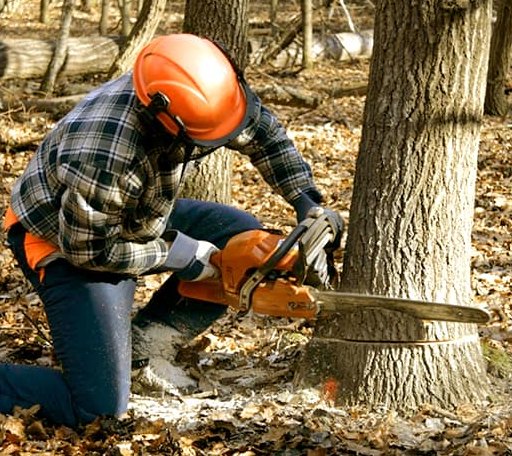 Tree Removal in Leck Kill, PA